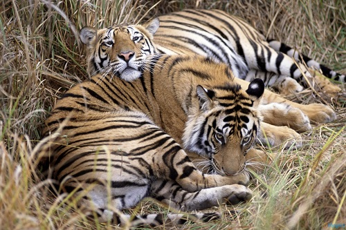 Indhira Gandhi National Park Photos