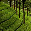 Nilgiris District