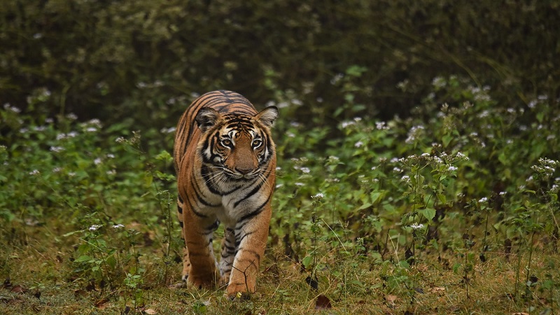 Indira Gandhi Wildlife Sanctuary & National Park