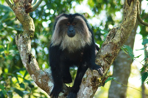 Indhira Gandhi Zoological Park Photo Gallery
