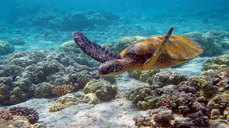 Gulf of Mannar Biosphere Reserve