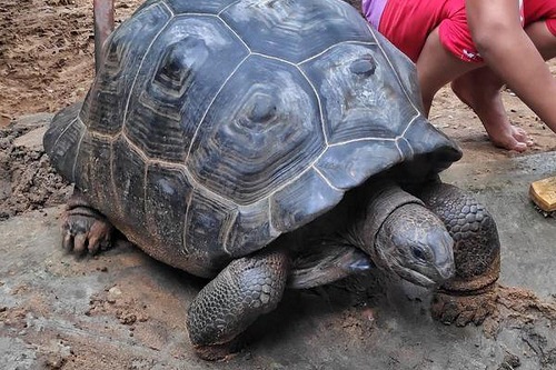 Tourist Places in Guindy