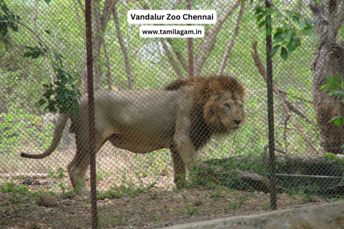 Vandalur Zoo Pictures