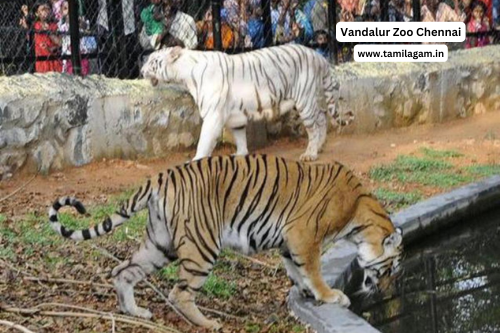 Vandalur Zoo Images