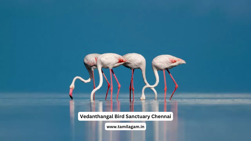 Vedanthangal Bird Sanctuary Chengalpattu Chennai