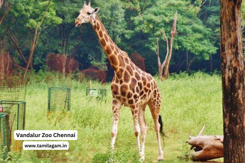 Tamilnadu Zoos